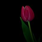 Tulpe