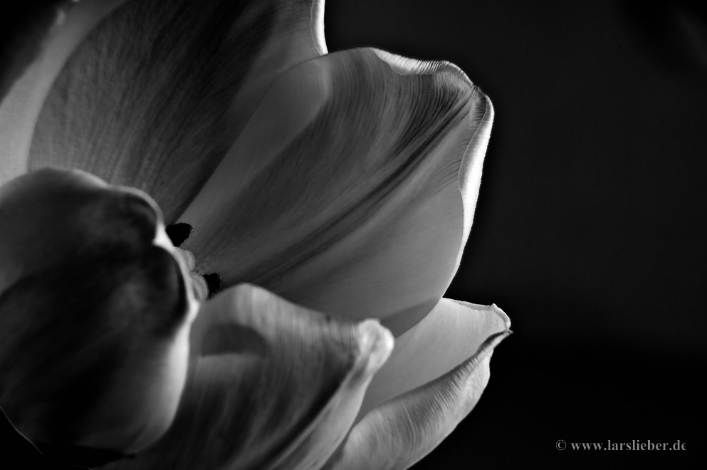 Tulpe ..