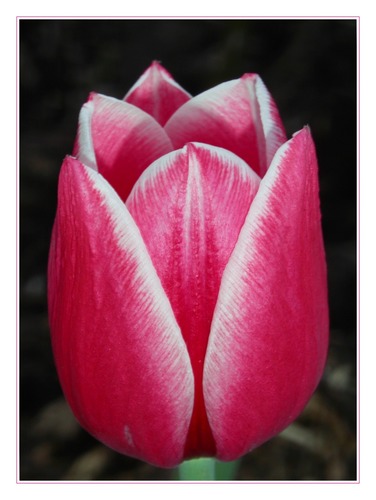 ... Tulpe