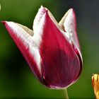 Tulpe