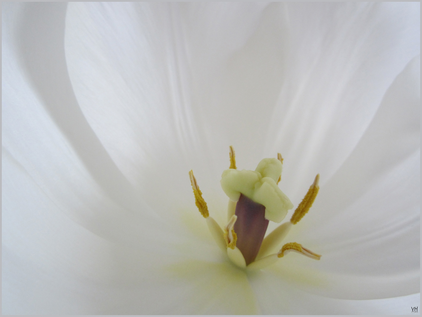 Tulpe