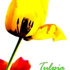 Tulpe