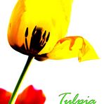 Tulpe