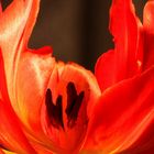 Tulpe