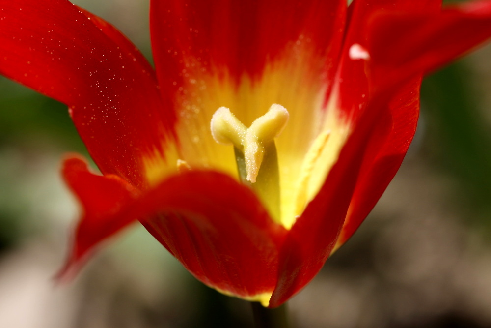 Tulpe