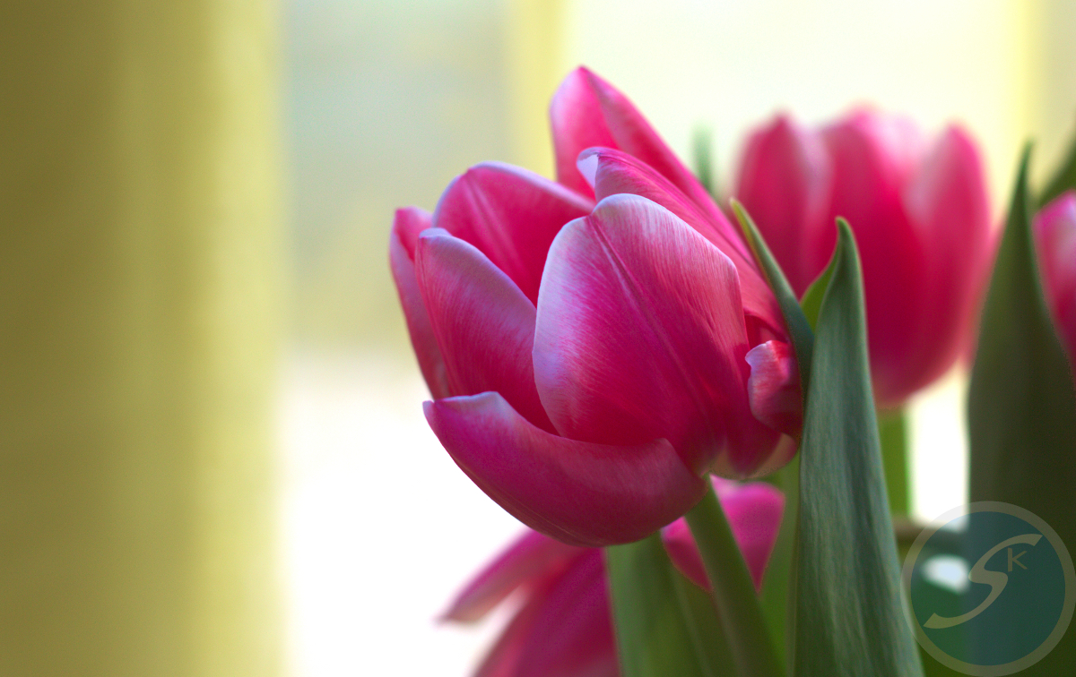 Tulpe