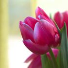 Tulpe