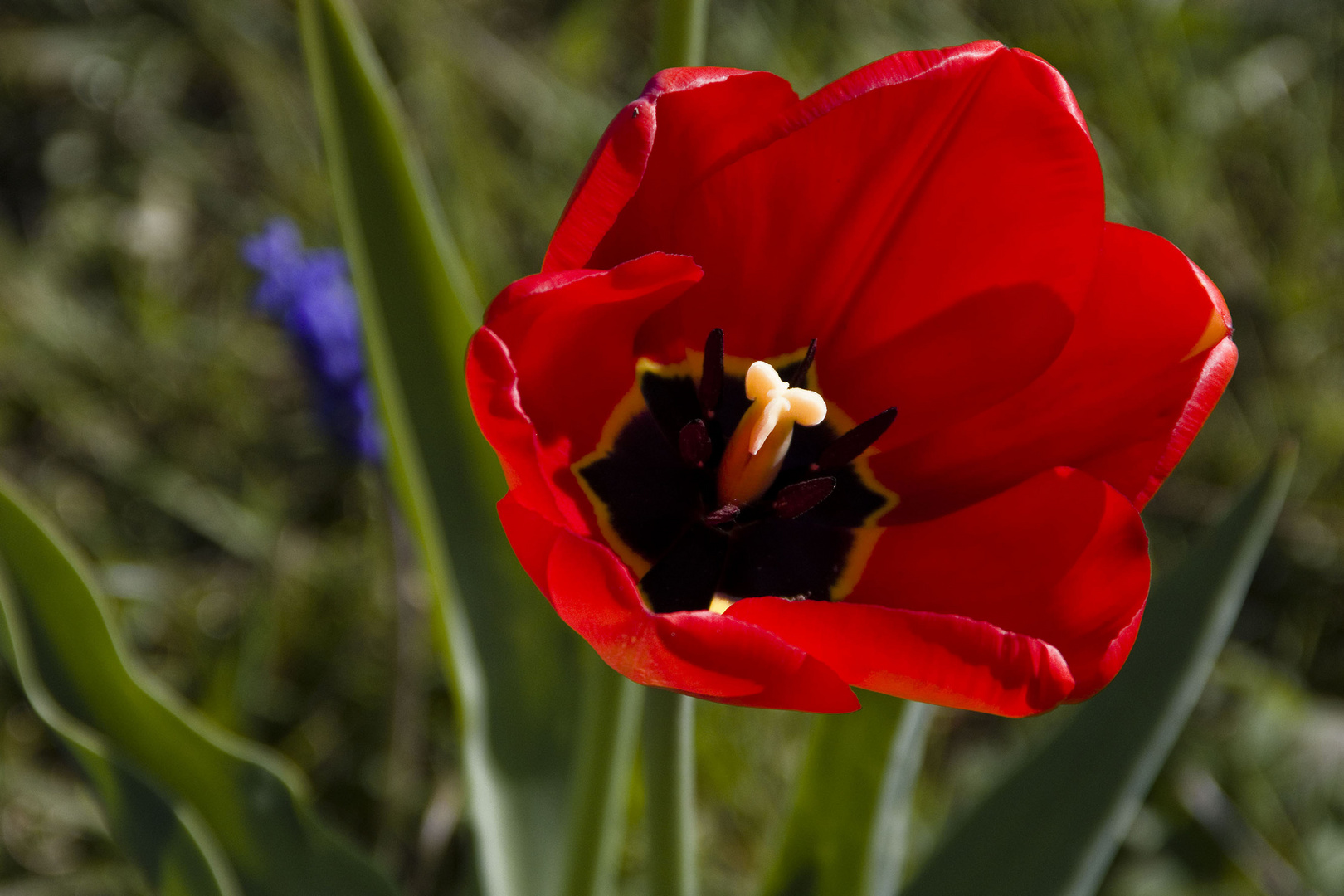 Tulpe