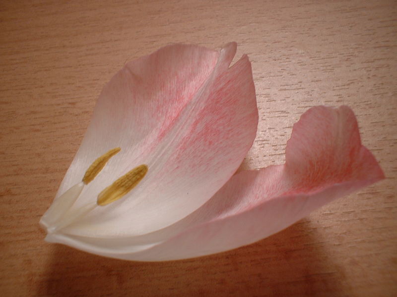 Tulpe