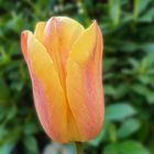 Tulpe