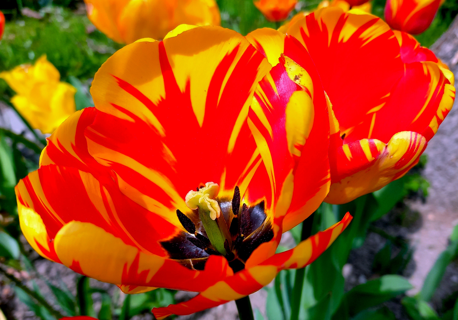 Tulpe