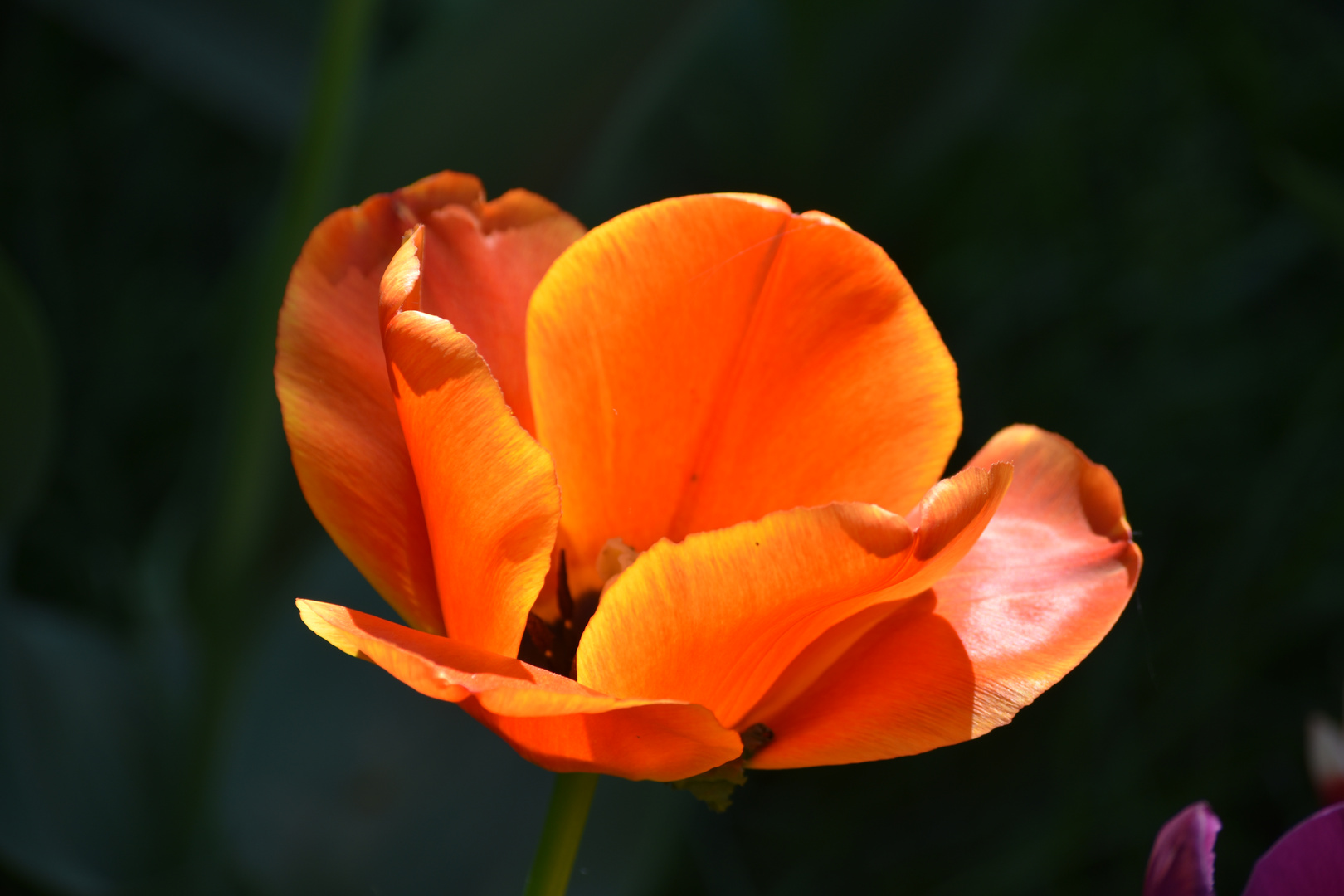 Tulpe