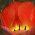 Tulpe