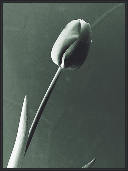 Tulpe