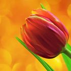 Tulpe