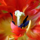 Tulpe