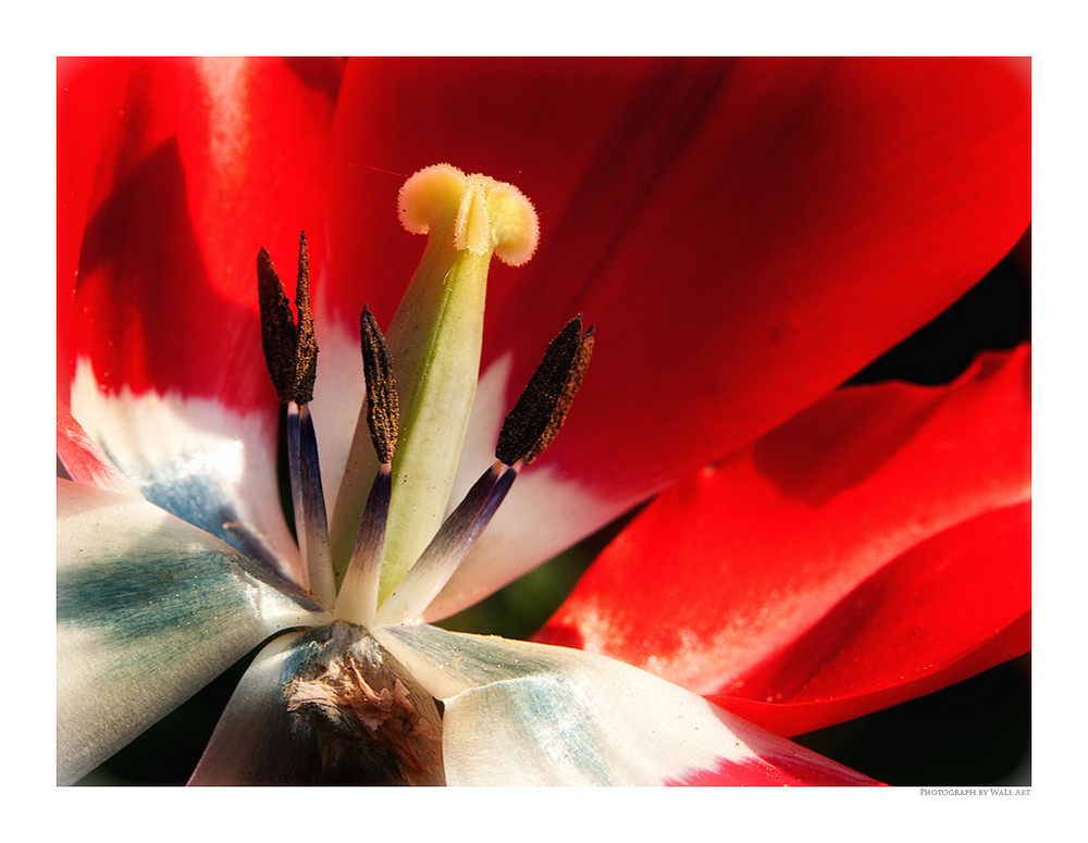 Tulpe