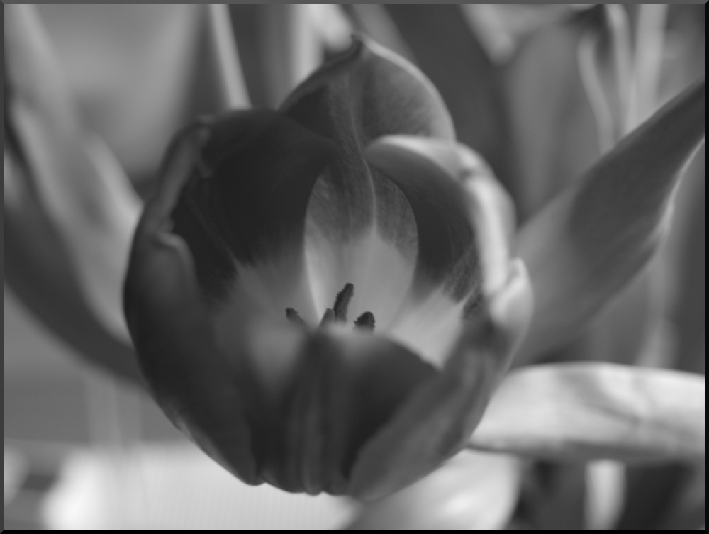 Tulpe