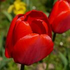 tulpe