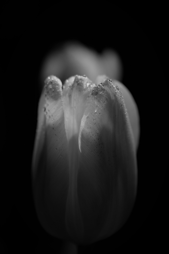 Tulpe