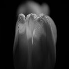 Tulpe