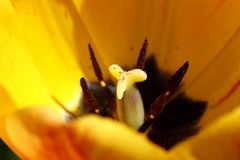 Tulpe