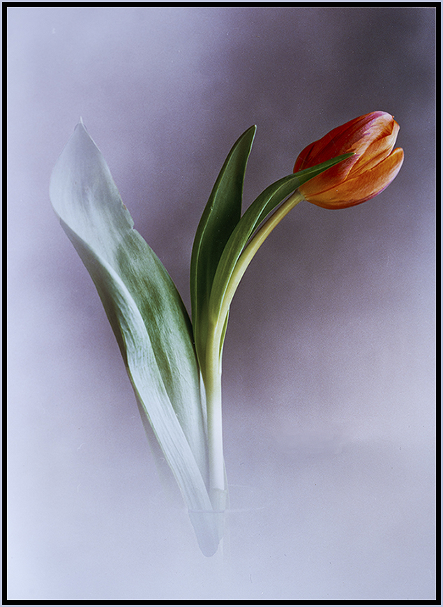 Tulpe