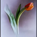 Tulpe