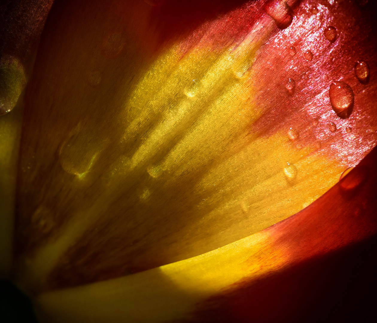 Tulpe