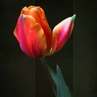 Tulpe