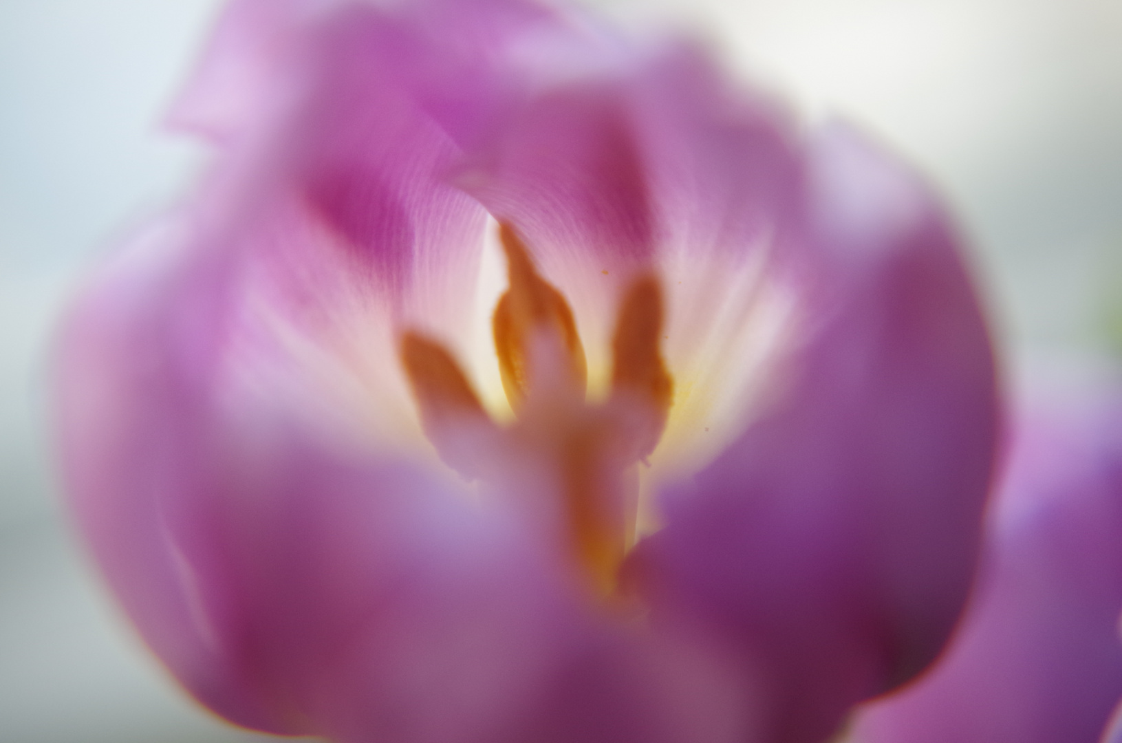 Tulpe