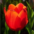 Tulpe