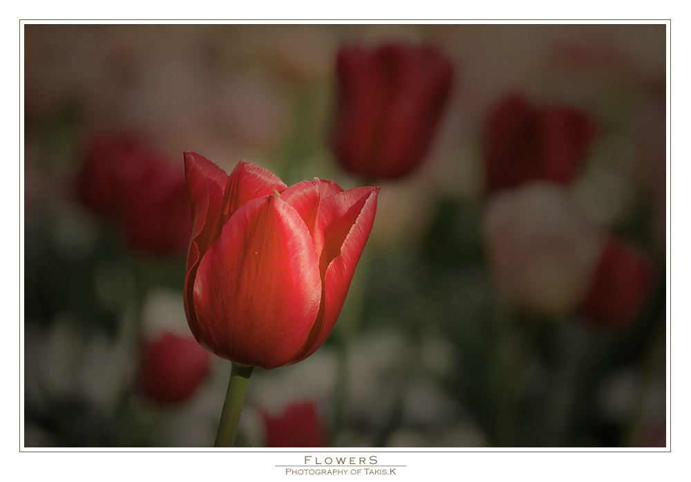 Tulpe