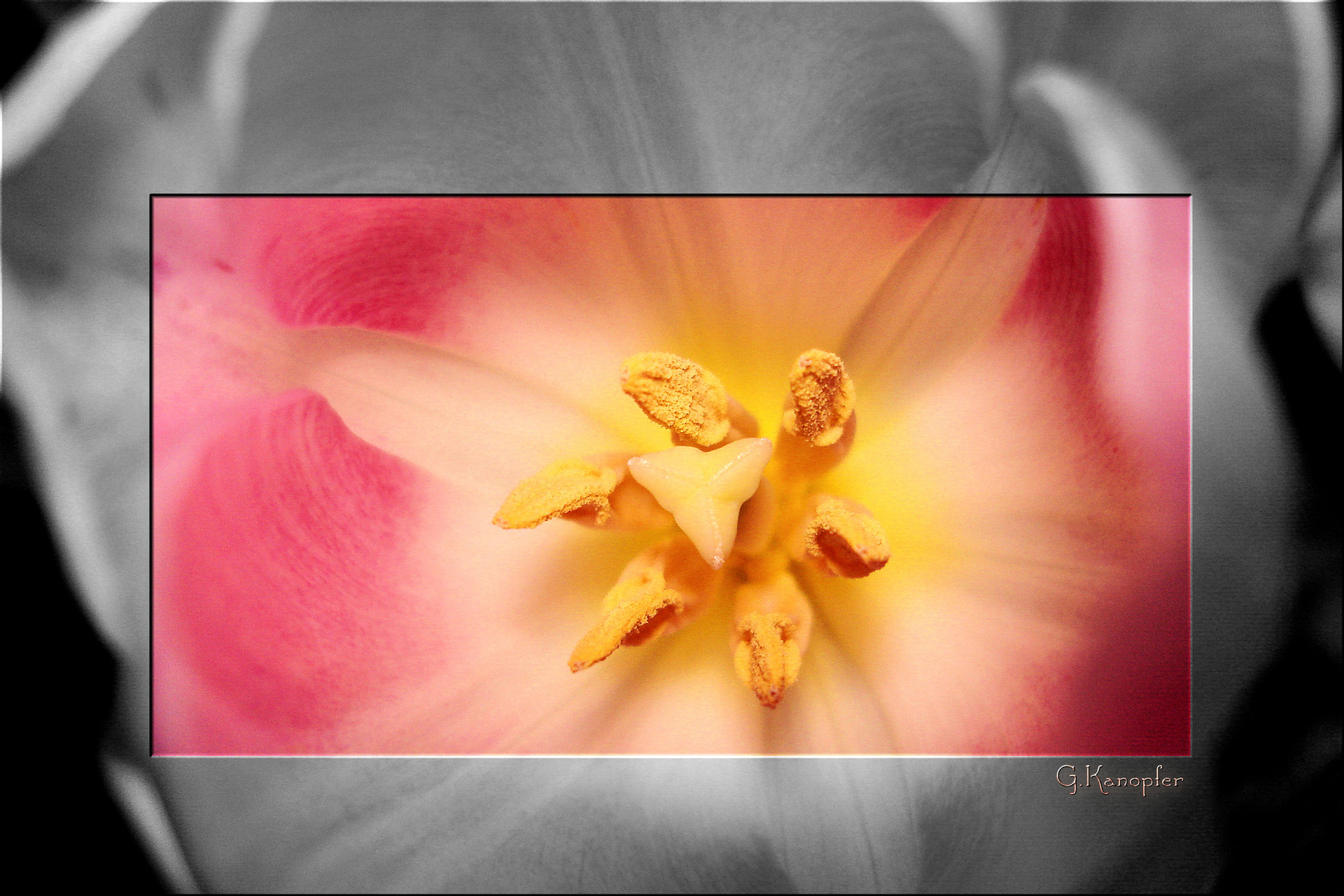 Tulpe