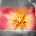 Tulpe