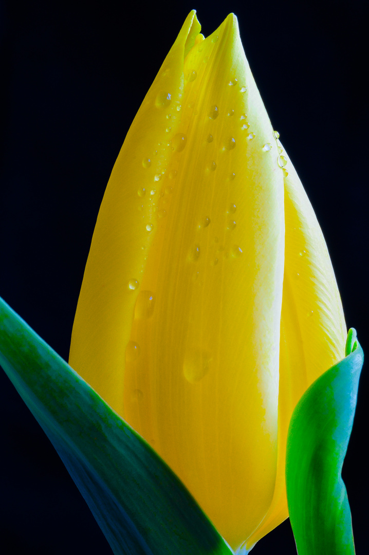 Tulpe