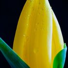 Tulpe