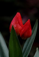 Tulpe