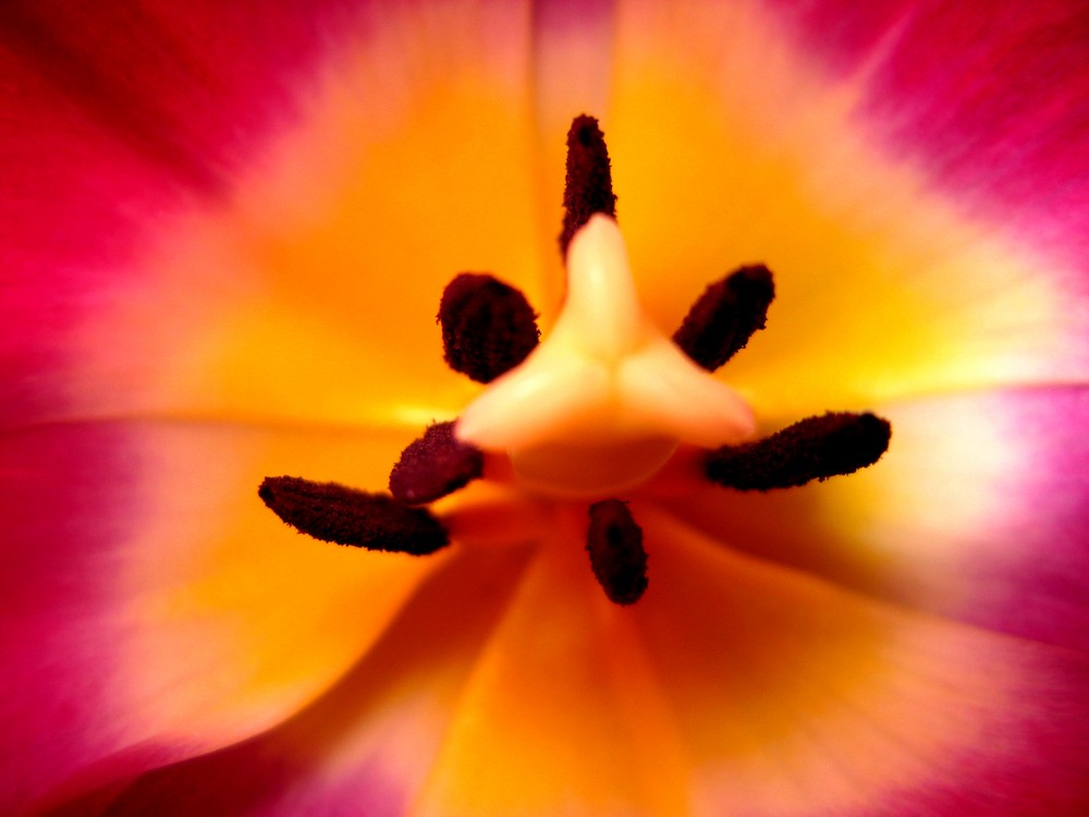 Tulpe