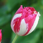 Tulpe