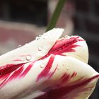 Tulpe