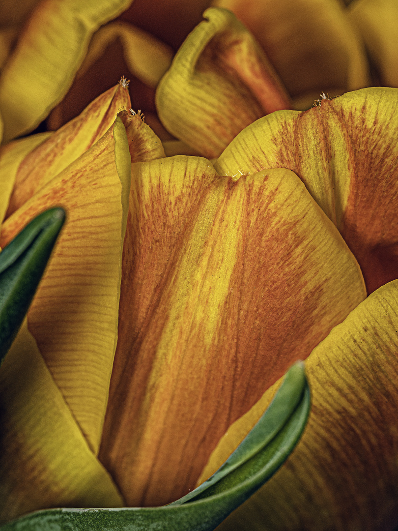 Tulpe. Close Up I.