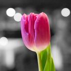 Tulpe Colorkey