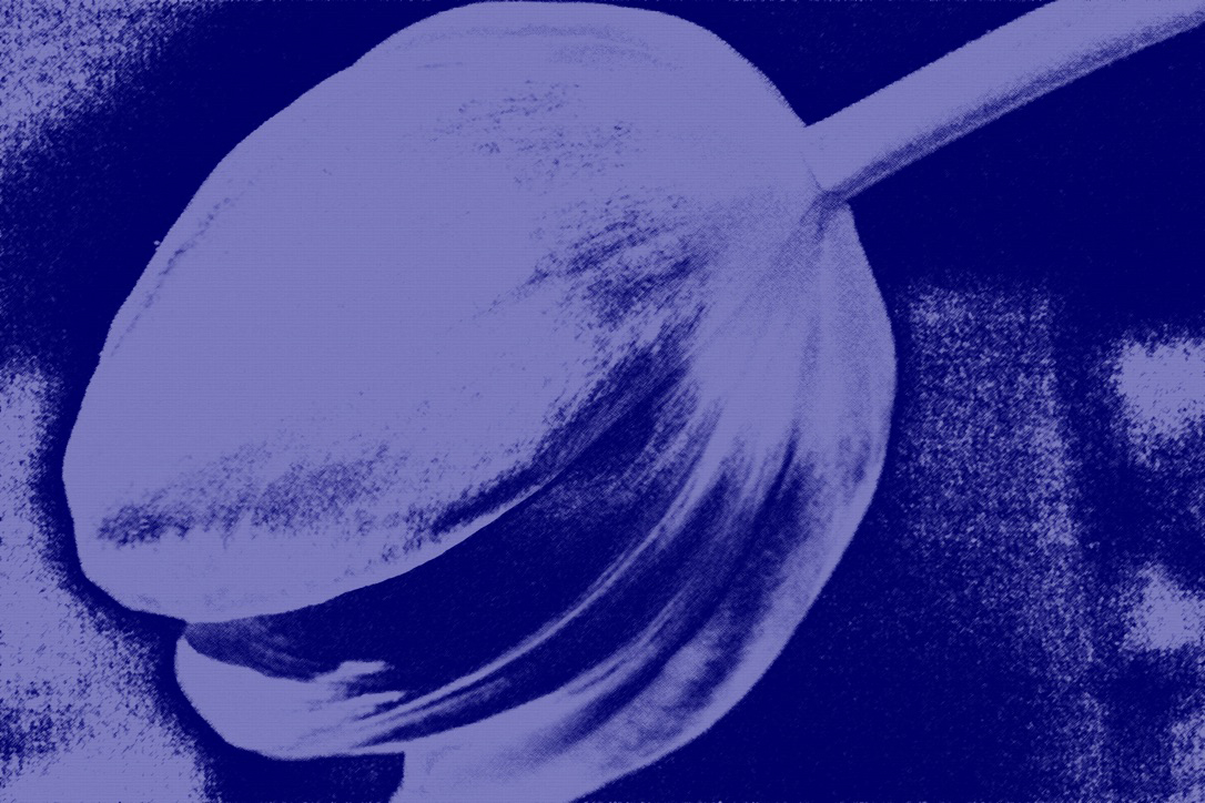 Tulpe (Cyanotype)