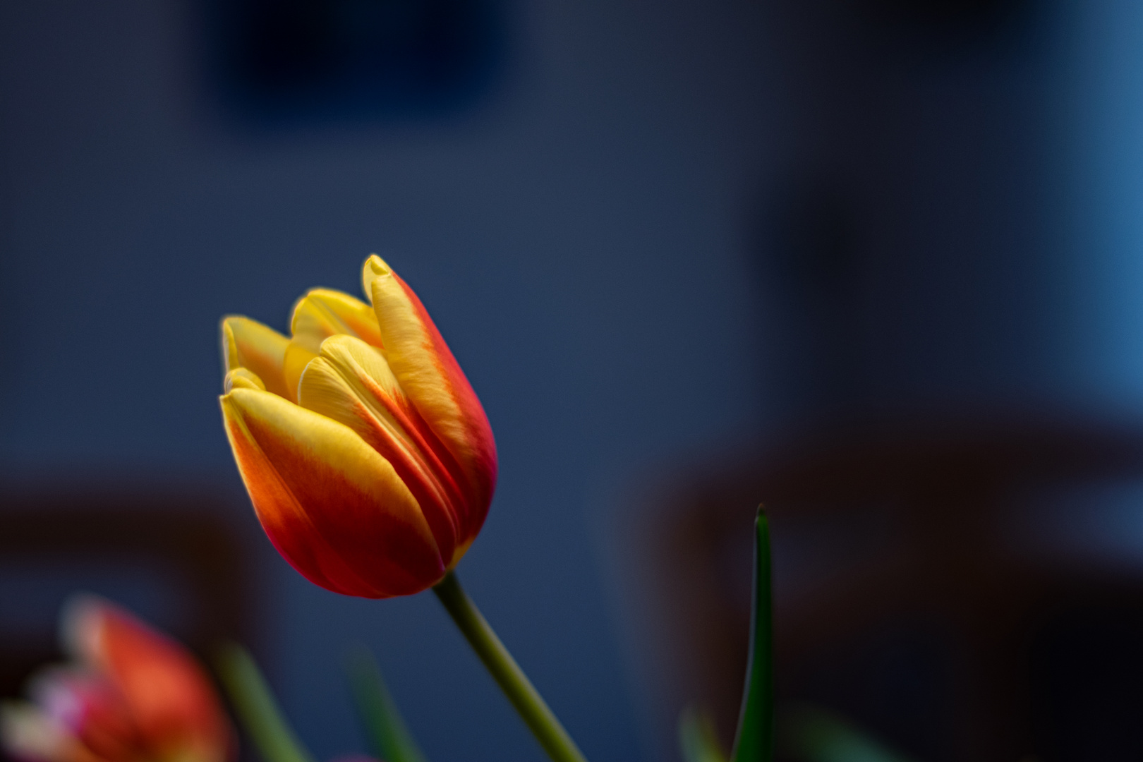 Tulpe