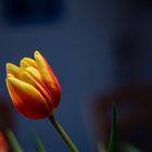 Tulpe