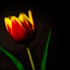 Tulpe