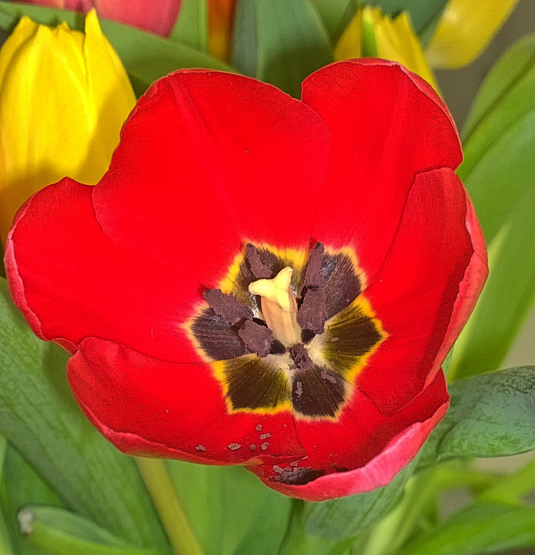 Tulpe