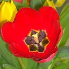 Tulpe