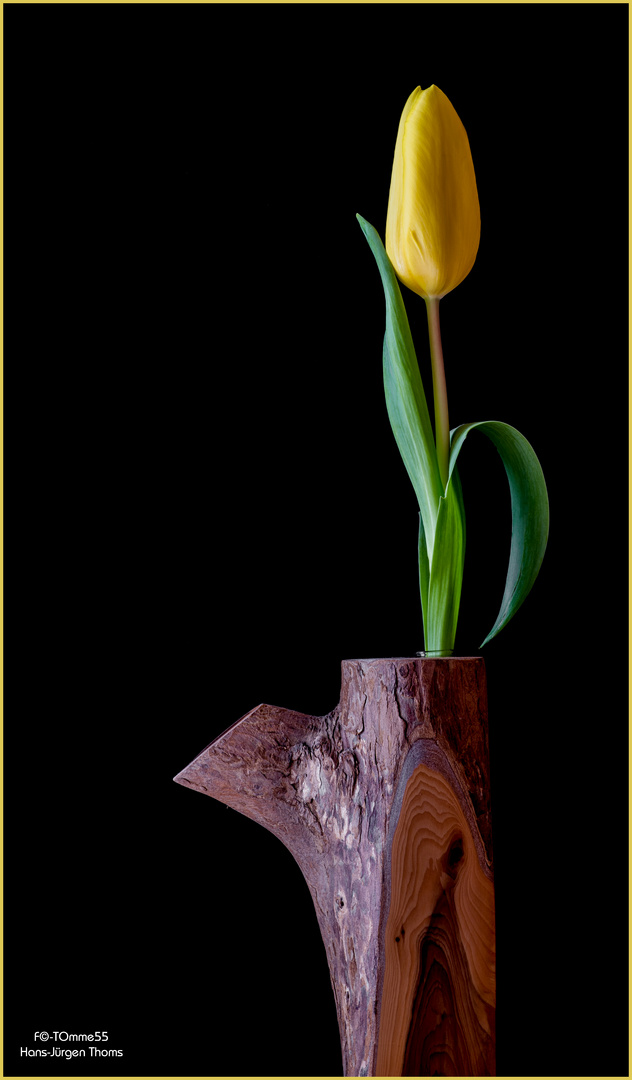 Tulpe